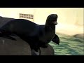 Funny Screaming Animals