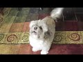 Funny Screaming Animals