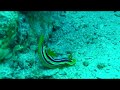 Red Sea Nudi | slug