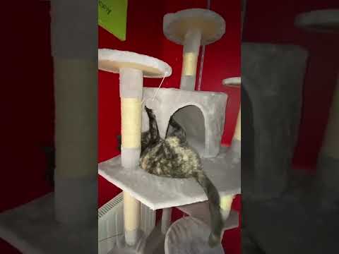 Vidéos des clients