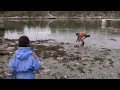 Sea trout hunting close to shore / Sjøørret jakter på grunt vann