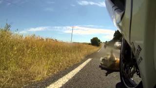 Bebé coala sobrevive a acidente de mota