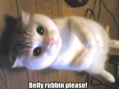 funny cats video. Videos Related To #39;funny Cat