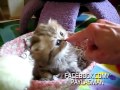 Yavru Kedi Canını Senin
