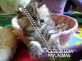 Yavru Kedi Canını Senin