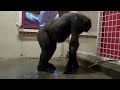 Shouting Gorilla