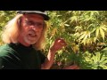 Jorge Cervantes - Yellowing Leaves