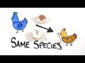 Which Came First - The Chicken or the Egg?