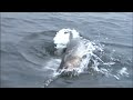 RECORD KING SALMON - OCEAN FISHING