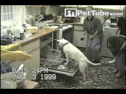 very funny dogs and cats. Cats Vs Dogs middot; Very Funny Dogs