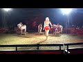 Cowgirl Cassidy- Mini Horse Liberty