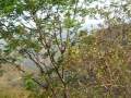 Pauri Garhwal - My VideoGraphy in Running Bus Near Patisain-& Bosaal