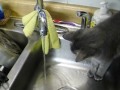 080.AVI Kitty, Funny Baby Boo Kitty get the water