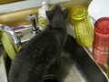 080.AVI Kitty, Funny Baby Boo Kitty get the water