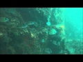 Video of Etoile de mer rouge