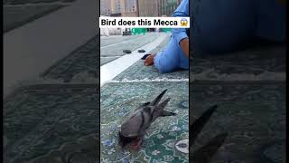 BIRD  DOES SAJDA IN MECCA - AMAZING