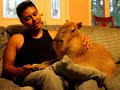 Lap Capy