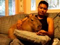 Lap Capy