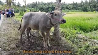 MEKEPUNG (Kebo Marcuet Berlari Dan Berlari Di Sirkuit Sanghyang Cerik, Tuwed, Melaya, Jembrana, Bali