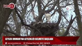 Leylek Ormanı'na leylekler gelmeye başladı