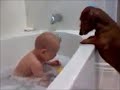 Top 10 Funny and Cute Dog Videos