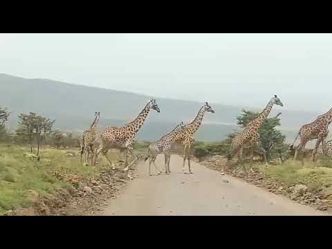 6-Day Great Wildebeest Migration Safari in Serengeti Tanzania