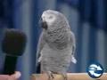 Funny Youtube Videos List | Funny Video Compilation: Talented Bird