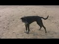 Testing the Canon HV20 in cinema mode