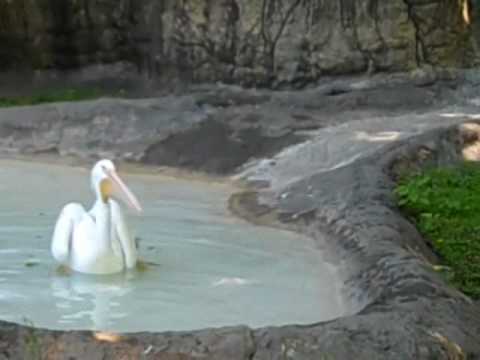 Dickerson park zoo coupons