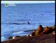 NATIONAL GEOGRAPHIC CHANNEL Jäger rettet Beute