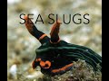 Video of Sea Slugs