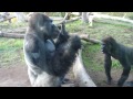 Gorilla pulls poop out his butt, eats it, and shares with son