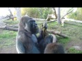 Gorilla pulls poop out his butt, eats it, and shares with son