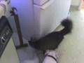 The dog and cat Conspiracy The dog and cat Conspiracy
