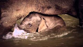 Here's a video of the Oregon Zoo's baby elephant playing in the water