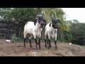 SARDO NEGRO LECHERO, GYR LECHERO
