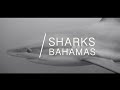 Sharks in Black & White | Caribbean Reef Sharks