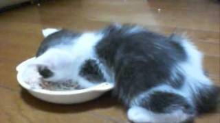 ご飯食べようするが、疲れてついついそのまま寝てしまう子猫。