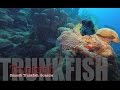 Smooth Trunkfish in Bonaire | Trunkfish