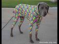 Funny Dog Halloween Costumes Funny Dog Halloween Costumes