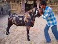 Indian+goat+image