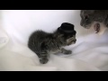 Un petit chaton trop mignon avec un chapeau se prend une gros coup de patte ... :(