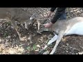HUNTERS SAVE DEER...ALMOST GORED IN PROCESS!!!!!! PLEASE SHARE!!!!!!!!