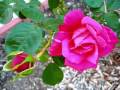 LOI%20KHUYEN%20.wmv