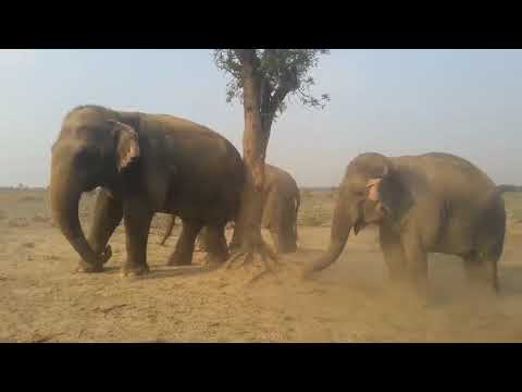 Elephant Care Project - Chiang Mai