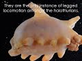 Deep Sea's 10 Most Amazing Creatures