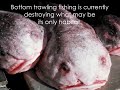 Deep Sea's 10 Most Amazing Creatures