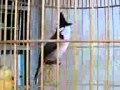 chao mao binh duong sosao.3gp