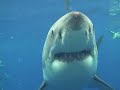 Great White Shark chomping on my cage off Guadalupe Mexico