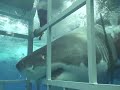 Great White Shark chomping on my cage off Guadalupe Mexico